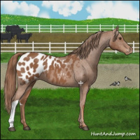 Horse Color:Chestnut Appaloosa 
