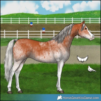 Horse Color:White Spotted Bay Splash  and White Spotted Silver Bay Splash 