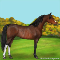 Horse Color:Gray Bay Rabicano 