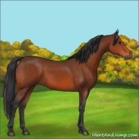 Horse Color:Bay Rabicano 