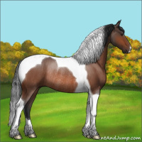 Horse Color:Brown Roan Tobiano Rabicano 