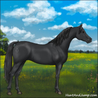 Horse Color:Black 