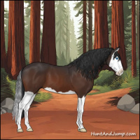 Horse Color:Brown Splash