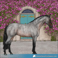 Horse Color:Gray Brown Roan