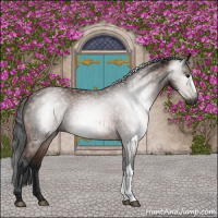 Horse Color:Gray Bay 