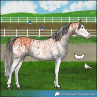Horse Color:White Spotted Bay Splash  and White Spotted Bay Splash Varnish 