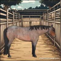 Horse Color:Bay Roan Appaloosa