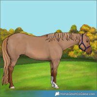 Horse Color:Red Dun 