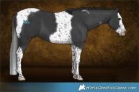 Horse Color:Black Splash Tobiano 
