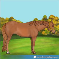 Horse Color:Chestnut 