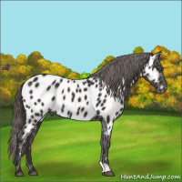 Horse Color:Liver Chestnut Appaloosa Rabicano 