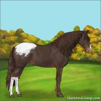 Horse Color:Liver Chestnut Appaloosa 