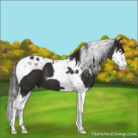 Horse Color:Liver Chestnut Splash Tobiano
