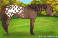 Horse Color:Liver Chestnut Appaloosa 