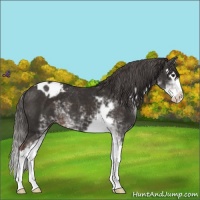 Horse Color:Liver Chestnut Sabino Splash Blanket 