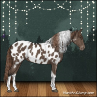 Horse Color:Liver Chestnut Tobiano Appaloosa 