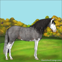 Horse Color:Liver Red Roan Sabino Splash 