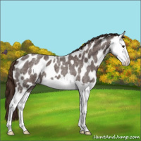 Horse Color:Liver Red Roan Splash Appaloosa 
