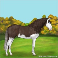 Horse Color:Liver Chestnut Sabino Splash 