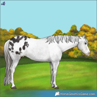 Horse Color:Liver Chestnut Appaloosa 
