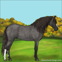 Horse Color:Liver Red Roan 