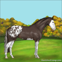Horse Color:Liver Red Roan Sabino Splash Appaloosa 