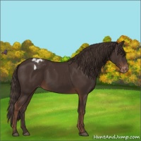 Horse Color:Liver Chestnut Snowcap 