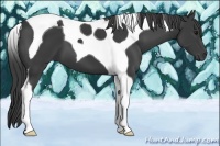 Horse Color:Smoky Black Tobiano 