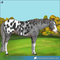 Horse Color:White Spotted Liver Chestnut Splash Appaloosa