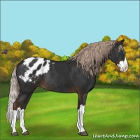 Horse Color:Liver Chestnut Sabino Splash Blanket Rabicano 