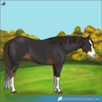 Horse Color:Liver Chestnut Splash 