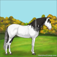 Horse Color:Liver Chestnut Splash Near Fewspot 