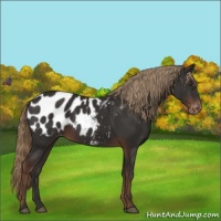 Horse Color:Liver Chestnut Appaloosa 