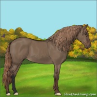 Horse Color:Liver Red Dun 