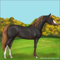 Horse Color:Liver Chestnut 