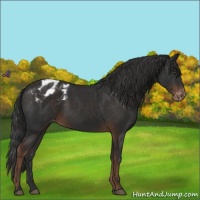 Horse Color:Liver Chestnut Appaloosa 