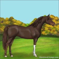 Horse Color:Liver Chestnut 