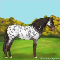 Horse Color:Liver Red Roan Near Leopard