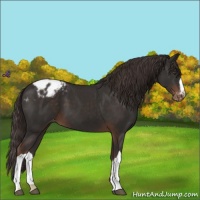Horse Color:Liver Chestnut Appaloosa 