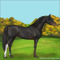 Horse Color:Liver Chestnut Appaloosa 