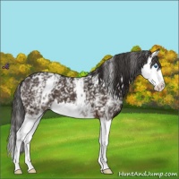 Horse Color:White Spotted Liver Chestnut Splash Appaloosa 