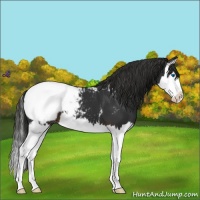 Horse Color:Liver Chestnut Splash Appaloosa 