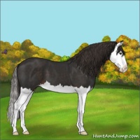 Horse Color:Liver Chestnut Splash Appaloosa 