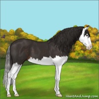 Horse Color:Liver Chestnut Splash 