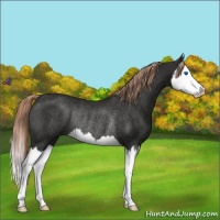 Horse Color:Liver Chestnut Splash Rabicano 