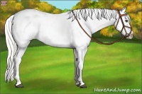 Horse Color:Silver Smoky Black Splash Appaloosa 