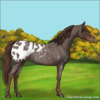 Horse Color:Liver Red Roan Appaloosa Rabicano 