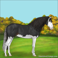 Horse Color:Liver Chestnut Sabino Splash Varnish 