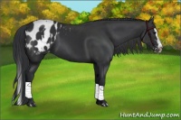 Horse Color:Black Sabino Splash Appaloosa  and Black Sabino Splash Appaloosa 