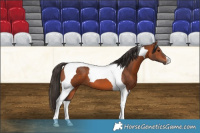 Horse Color:Bay Tobiano 